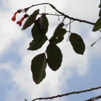 Erythrina fusca Lour.